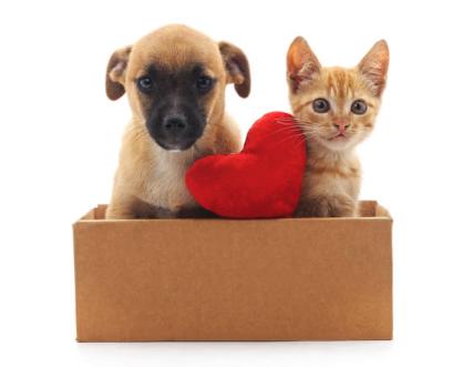 PET GROOMING & ACCESSORIES