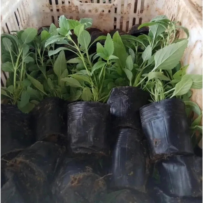 S/M/L/XL Black Seedling Nursery Pots Seed Starting Grow Bag Flower Plant Breathable Container Garden Vegetable Box Cuttings Tool